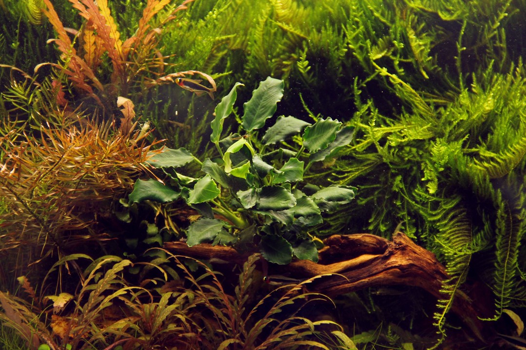 ANUBIAS BARTERI  NANA KIRIN TROPICA