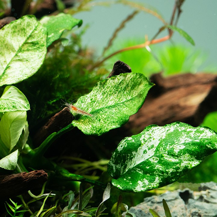 ANUBIAS BARTERI NANA PINTO TROPICA