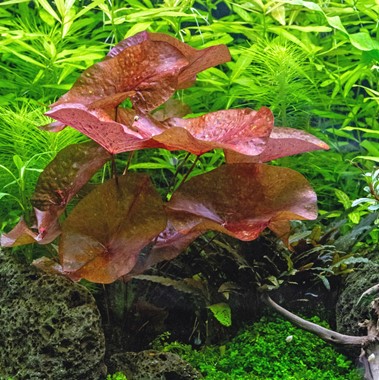 NYMPHAEA LOTUS RED DENNERLE PLANTS