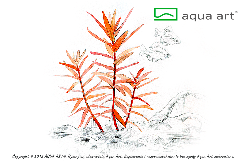 AMMANIA GRACILIS AQUA ART
