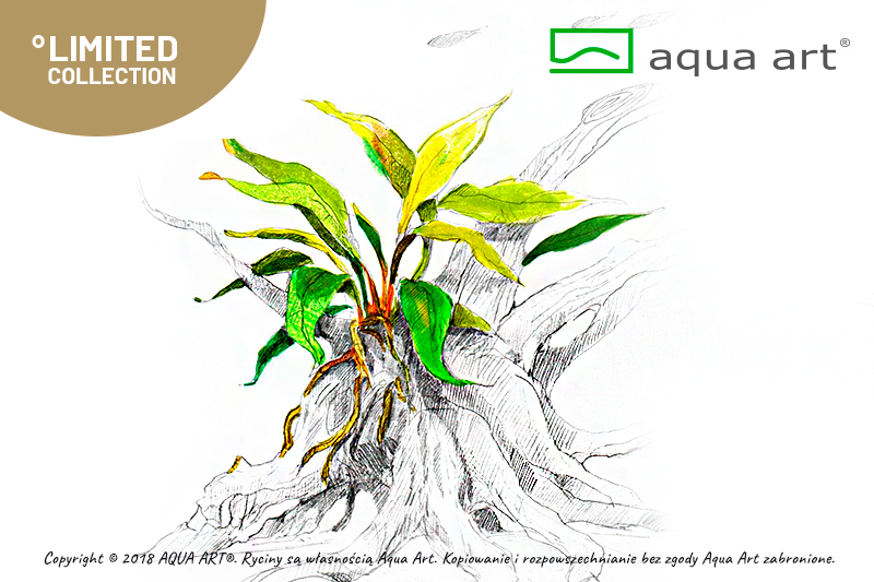 ANUBIAS BARTERI VAR. GLABRA AQUA ART