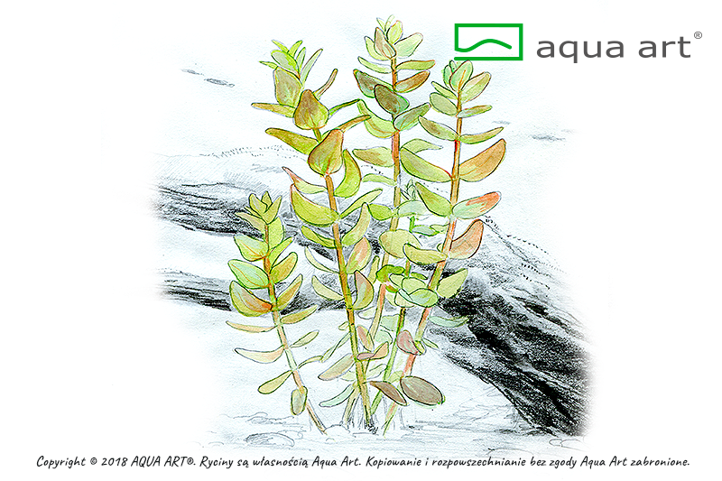 BACOPA CAROLINIANA AQUA ART