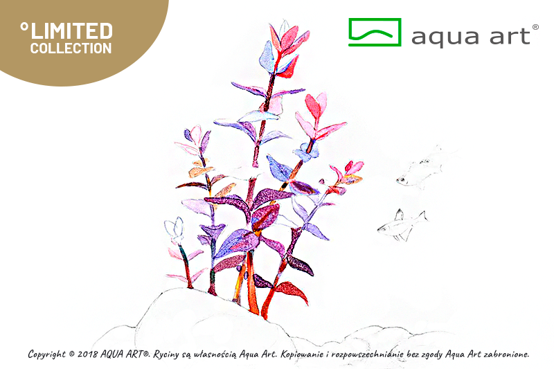BACOPA SALZMANNII PURPLE