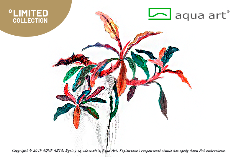 BUCEPHALANDRA SP.KEDAGANG AQUA ART