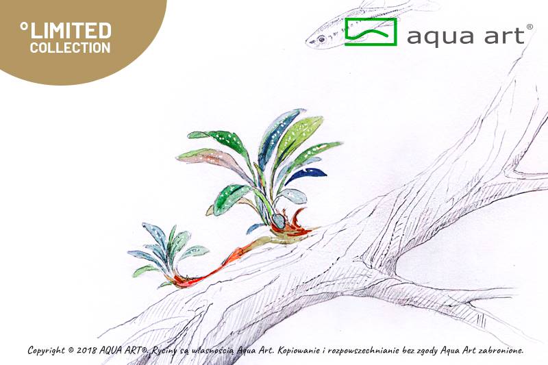 BUCEPHALANDRA SP. NEEDLE LEAF AQUA ART