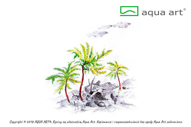 CLIMACIUM JAPONICUM AQUA ART
