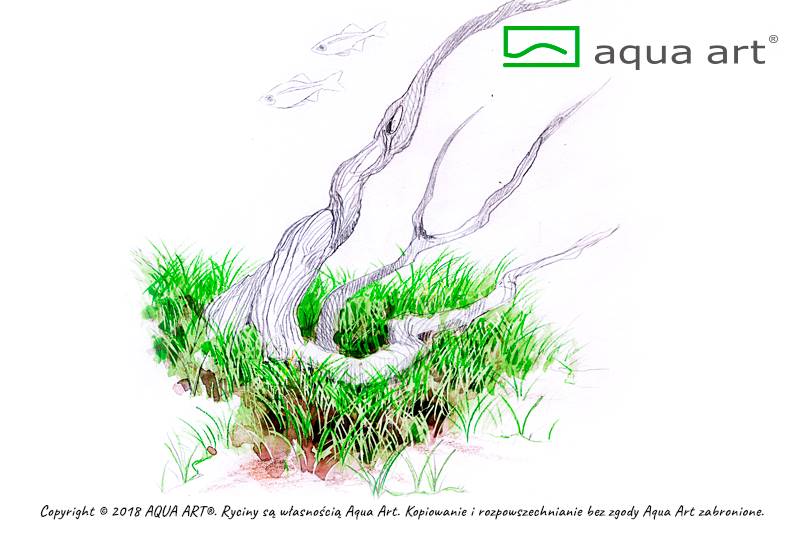 ELEOCHARIS PARVULA MINI AQUA ART