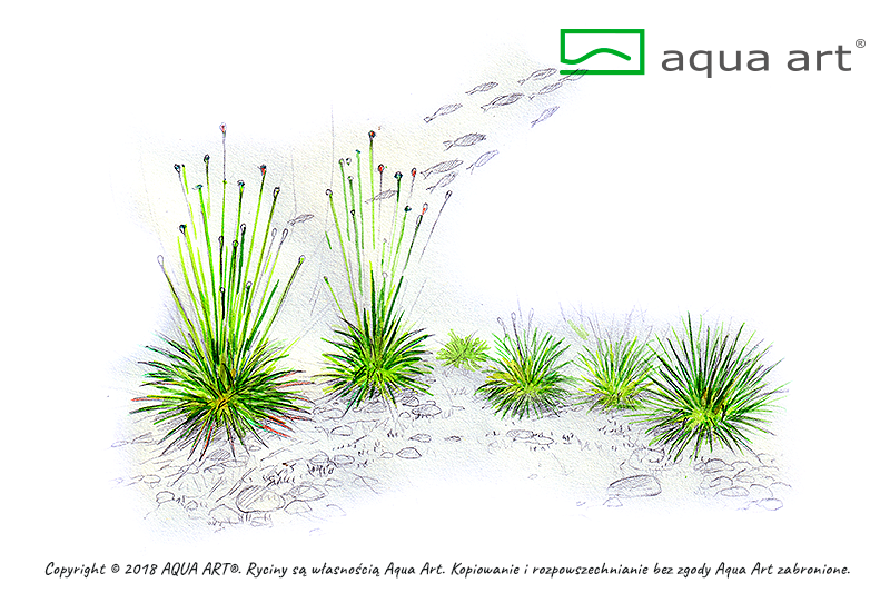 ERIOCAULON CINEREUM AQUA ART