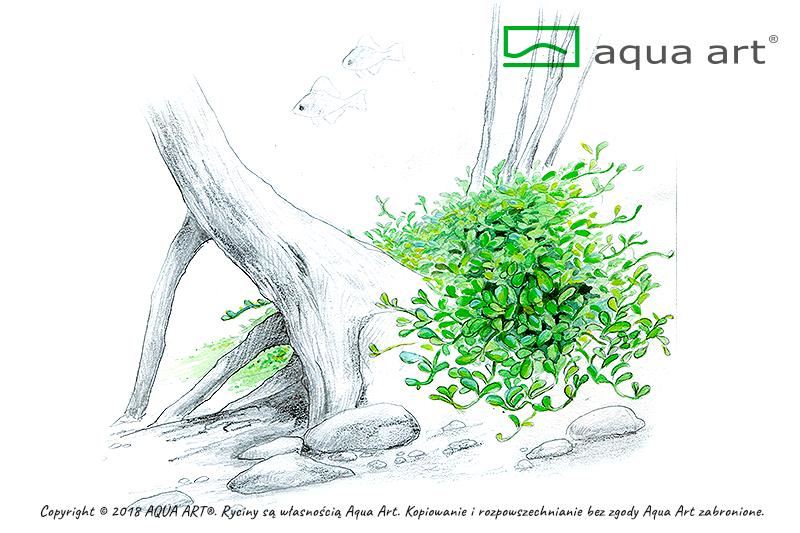 GLOSSOSTIGMA ELATINOIDES AQUA ART