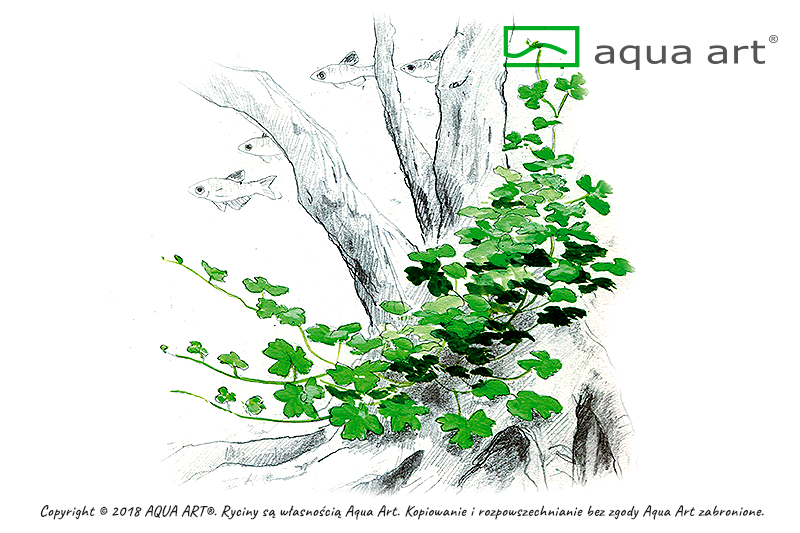 HYDROCOTYLE SP. JAPAN