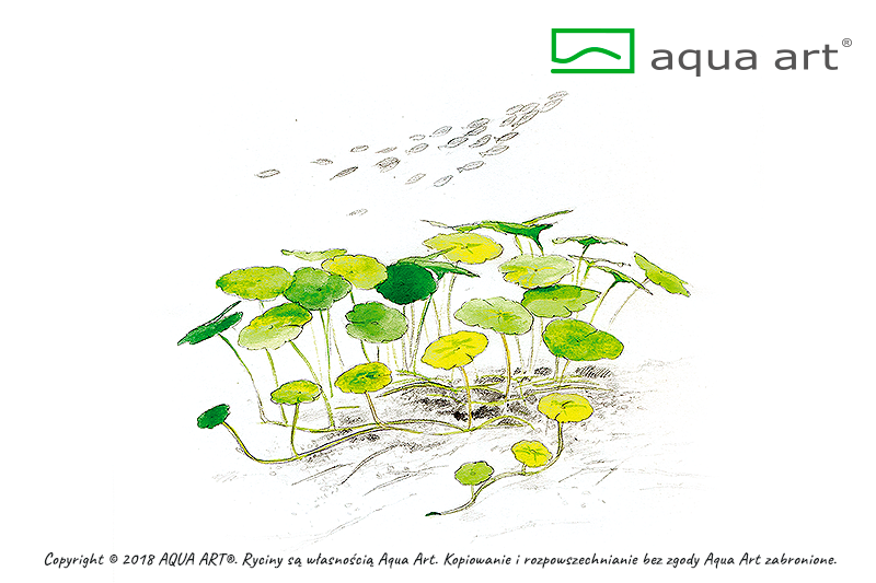 HYDROCOTYLE VERTICILLATA AQUA ART
