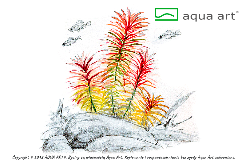LIMNOPHILA AROMATICA AQUA ART