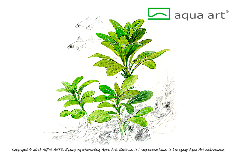 LOBELIA CARDINALIS