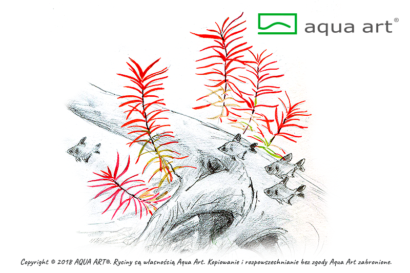 LUDWIGIA ARCUATA