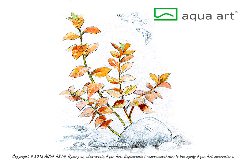 LUDWIGIA OVALIS AQUA ART