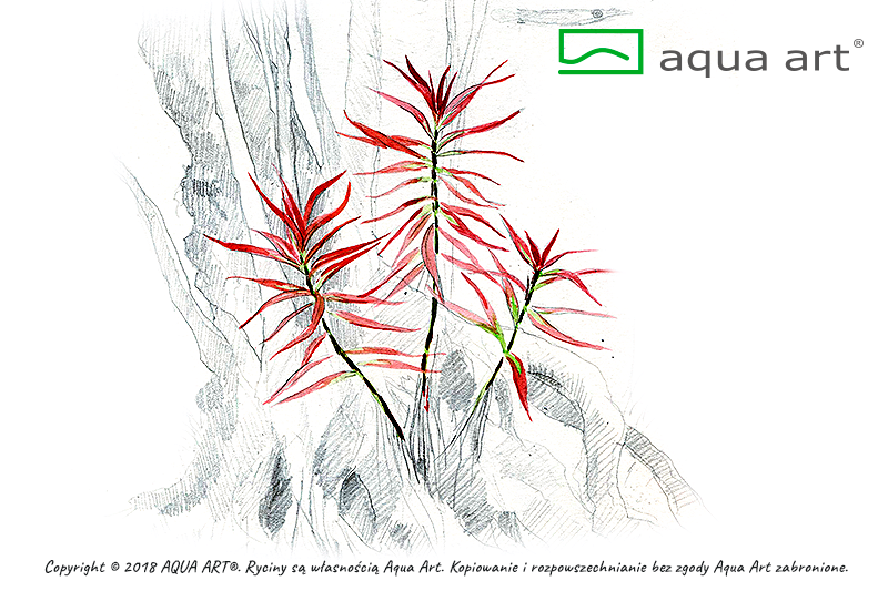 LUDWIGIA BREVIPES AQUA ART
