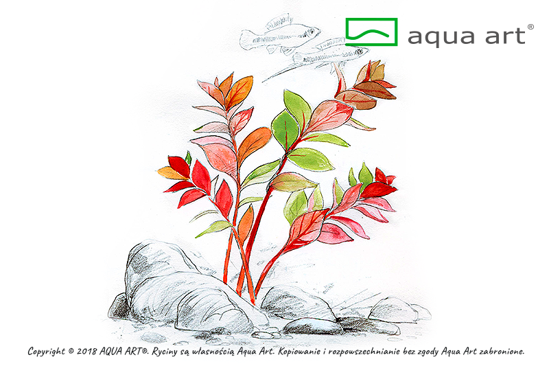 LUDWIGIA SP. SUPER MINI RED AQUA ART