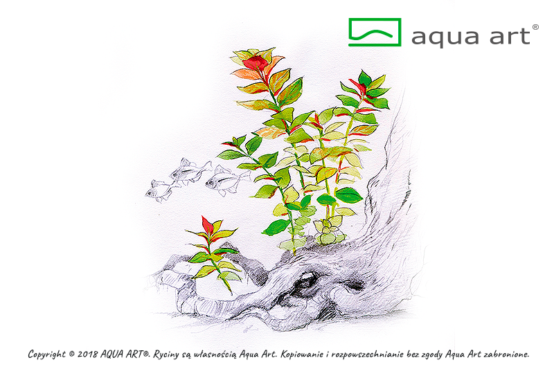 LUDWIGIA REPENS MESAKANA