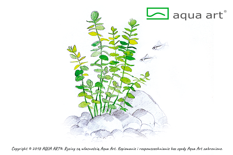 MICRANTHEMUM UMBROSUM AQUA ART