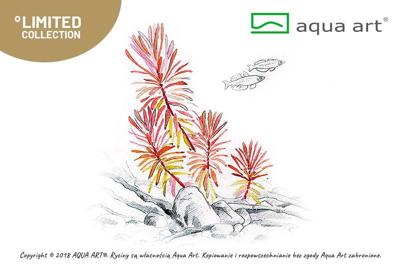NESEA SP. GOLD AQUA ART