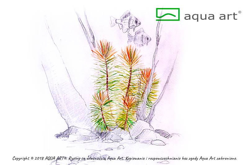 POGOSTEMON ERECTUS AQUA ART