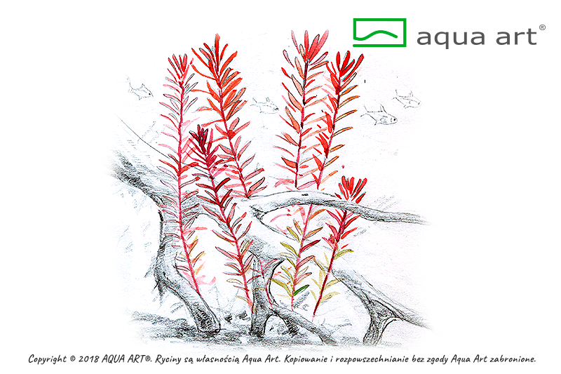 ROTALA SP. H'RA AQUA ART
