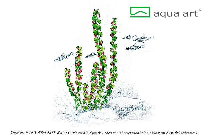 ROTALA SP. PEARL AQUA ART