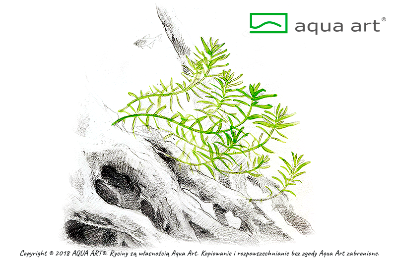 ROTALA ROTUNDIFOLIA GREEN