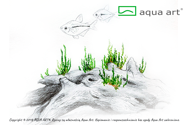 TAXIPHYLLUM SP. FLAME AQUA ART