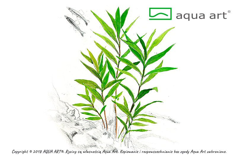 HYGROPHILA CORYMBOSA THAILANDIA AQUA ART