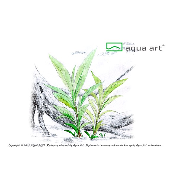 HYGROPHILA sp.SIAMENSIS