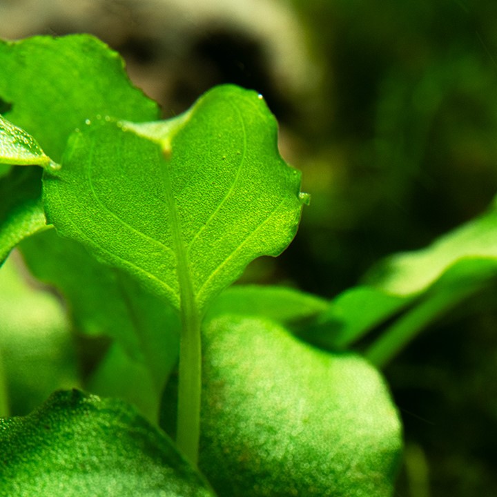 SCHISMATOGLOTTIS PRIETOI