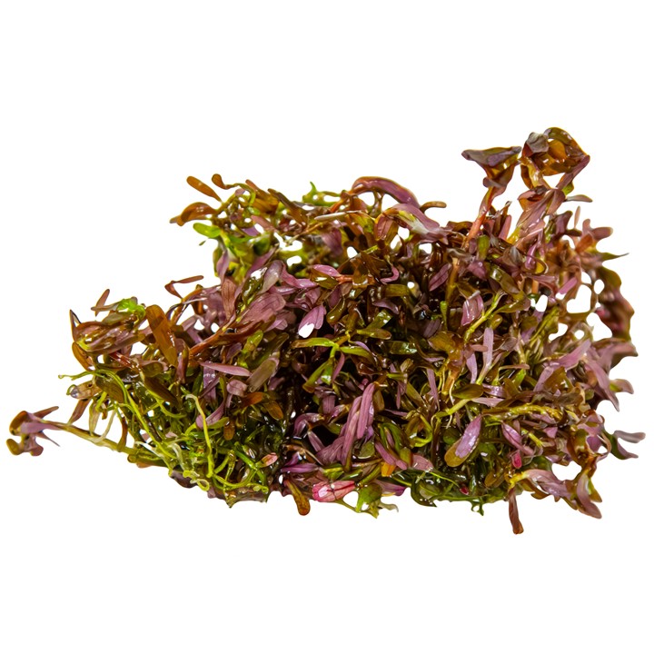 ROTALA ROTUNDIFOLIA BLOOD RED