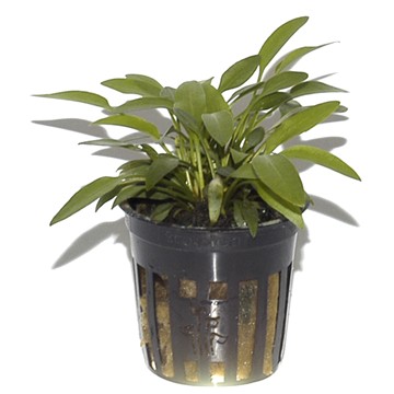 CRYPTOCORYNE WILLISII TROPICA
