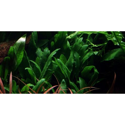 CRYPTOCORYNE WILLISII TROPICA
