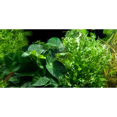 MICROSORUM and ANUBIAS on wood