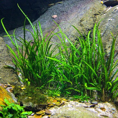 CRYPTOCORYNE CRISPATULA DENNERLE PLANTS