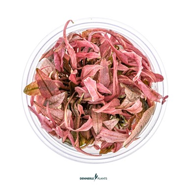 CRYPTOCORYNE SPEC. FLAMINGO DENNERLE PLANTS