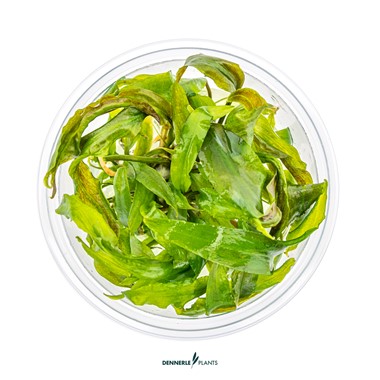CRYPTOCORYNE USTERIANA