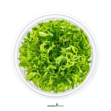 DIDIPLIS DIANDRA DENNERLE PLANTS