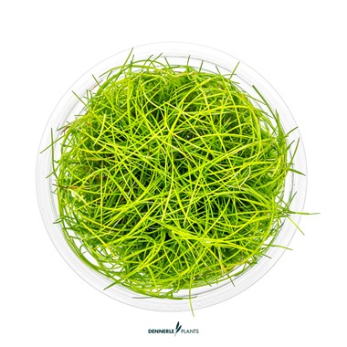 ELEOCHARIS PUSILLA DENNERLE PLANTS