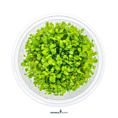 GLOSSOSTIGMA ELATINOIDES