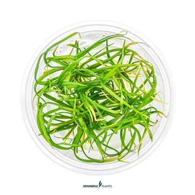 HELANTHIUM TENELLUM RED DENNERLE PLANTS