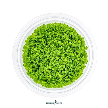 HEMIANTHUS CALLITRICHOIDES CUBA