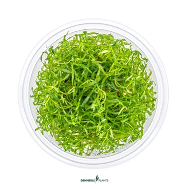 LUDWIGIA ARCUATA DENNERLE PLANTS