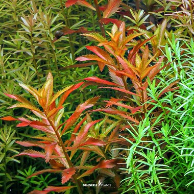 PROSERPINACA PALUSTRIS DENNERLE PLANTS