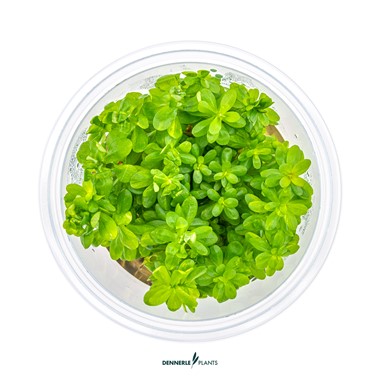 ROTALA INDICATES BONSAI