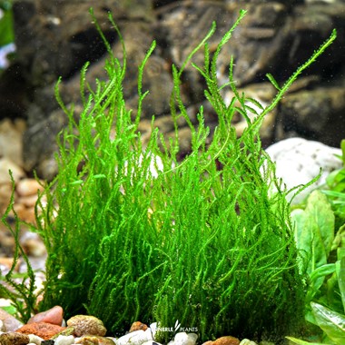 TAXIPHYLLUM SPEC. FLAME MOSS