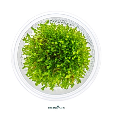 VESICULARIA FERRIEI WEEPING MOSS