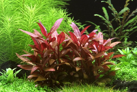 ALTERNANTHERA REINECKII MINI DENNERLE PLANTS